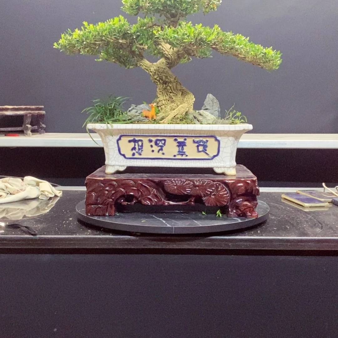 无花朵广东皱皮雀舌黄杨