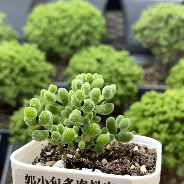 翡翠7926枝干番杏