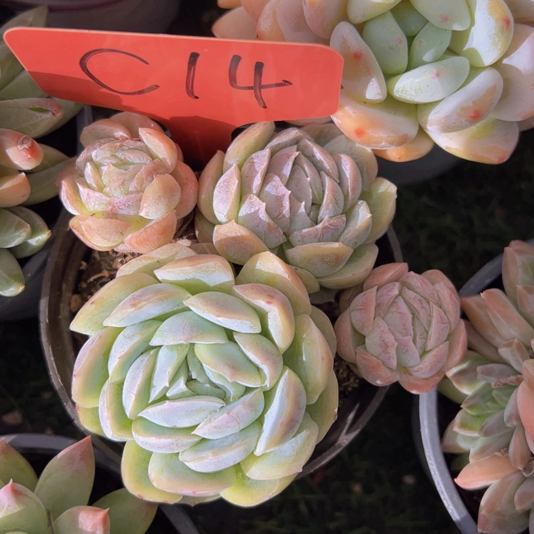 福利来了来啦打榜打