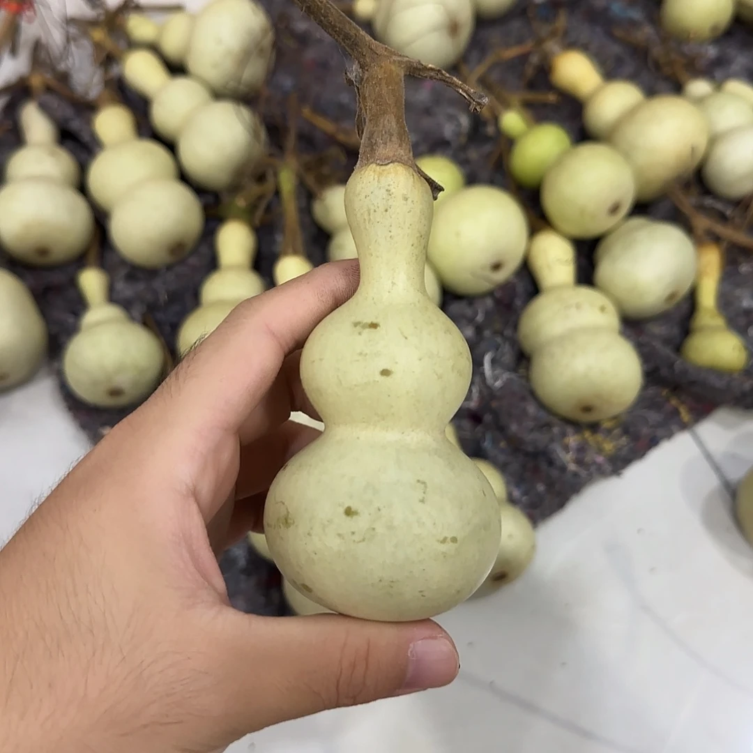 宇***治葫芦djsjdnsnsnsnsjsj