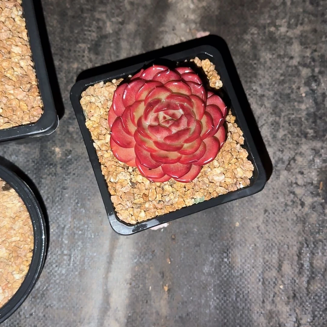 小小弟精品多肉柏拉图