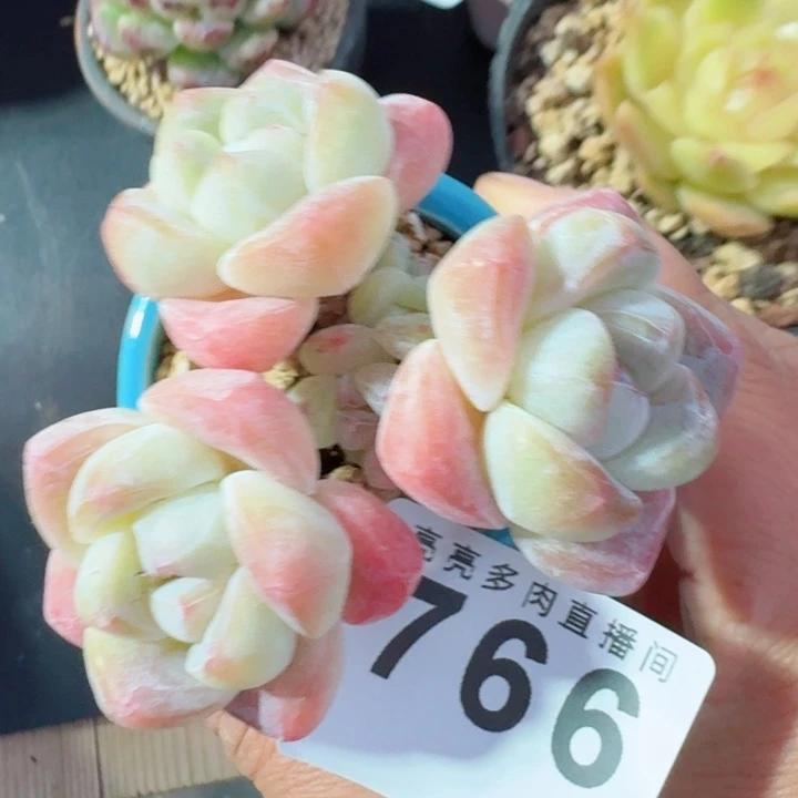 老桩冰玉         精控精养多肉植物