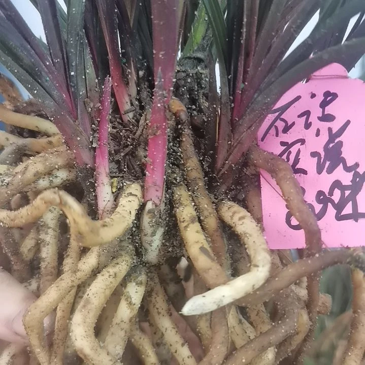 完全开放慧兰红香妃浓香型