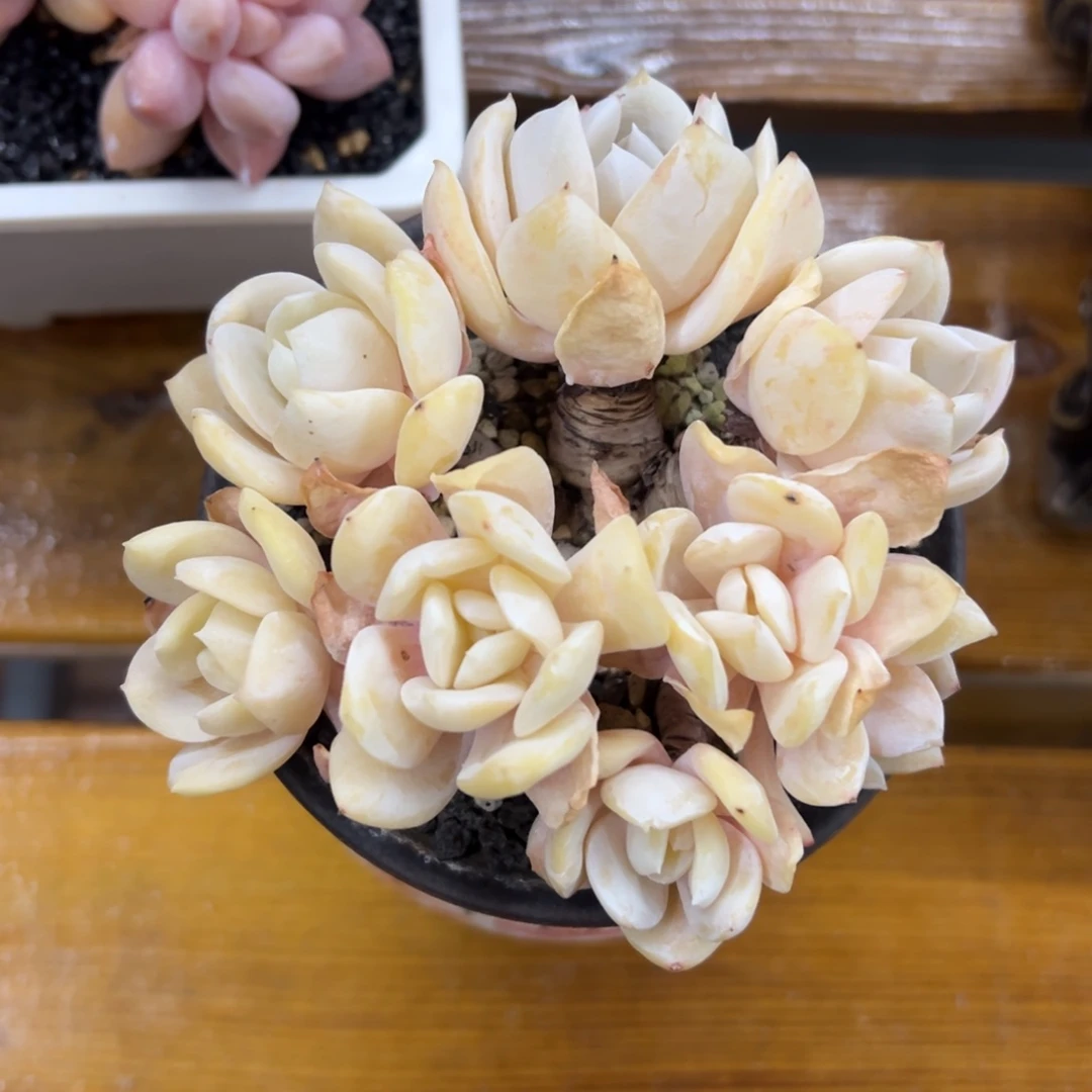 张张精品多肉雪特