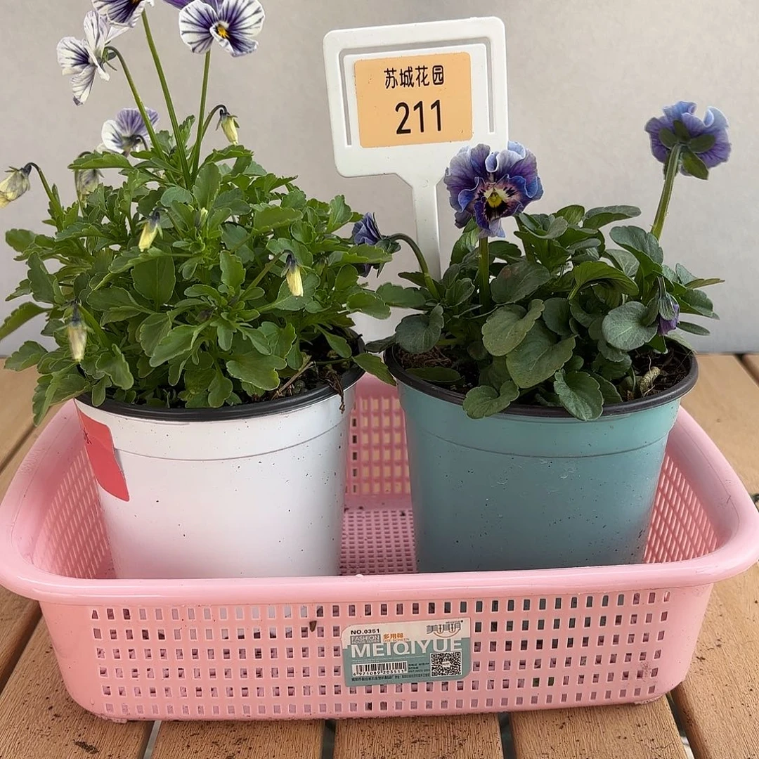 大部分开放少量花苞211