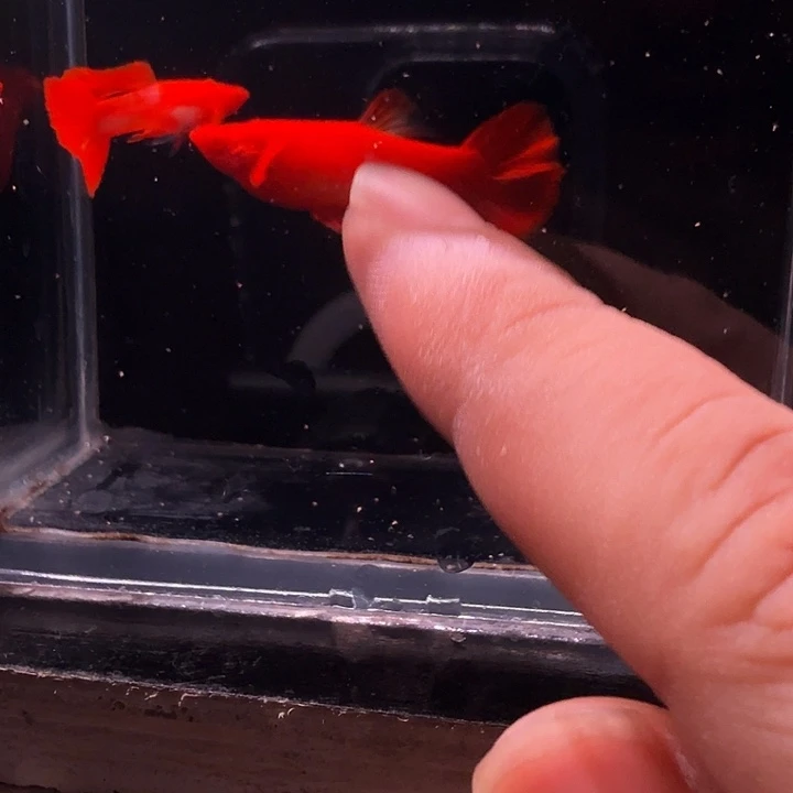 海***俊孔雀鱼火麒麟一对有留白