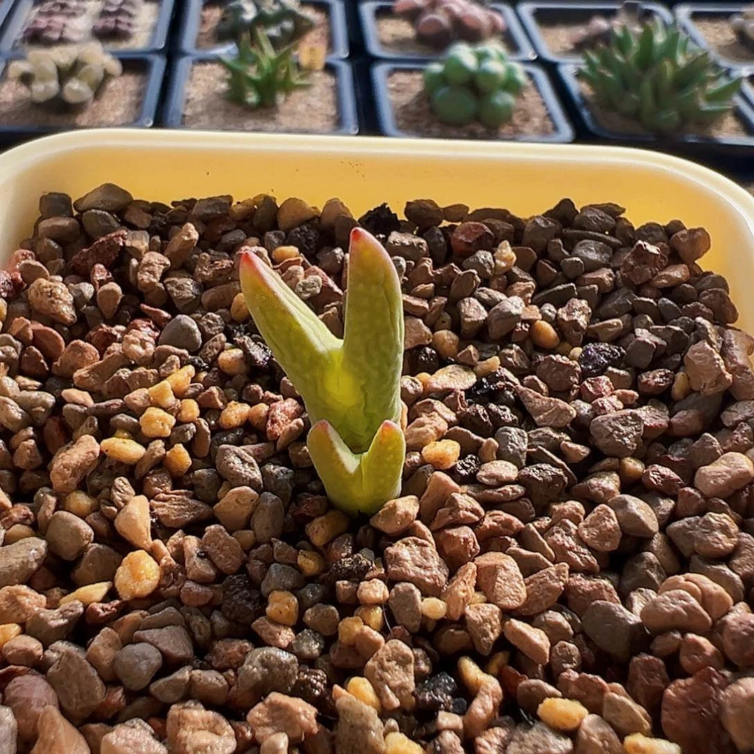 无花朵小昕专拍 迷你