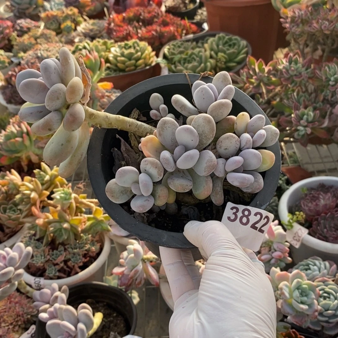 3822橙雪球一物一拍