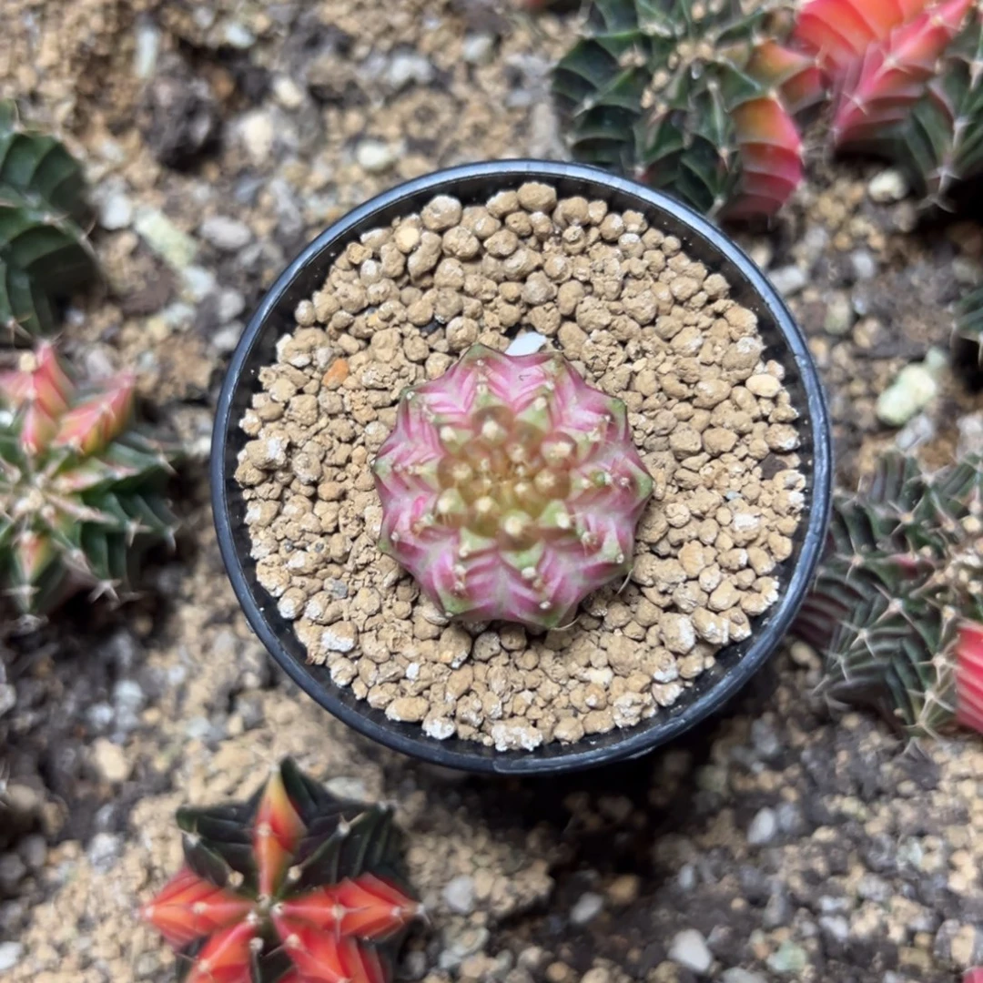 实生轮回带盆土发货