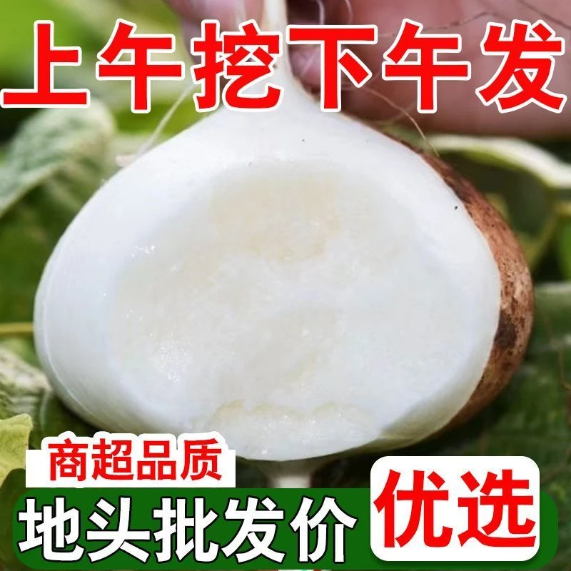 贵州地萝卜凉薯新鲜现挖凉薯多汁脆甜爽口降温解渴地萝卜农家种植