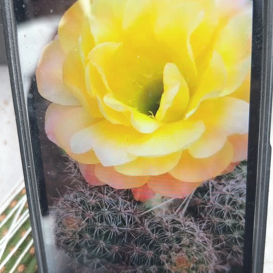 小牡丹彩稳定侧牙20包邮仙人球3