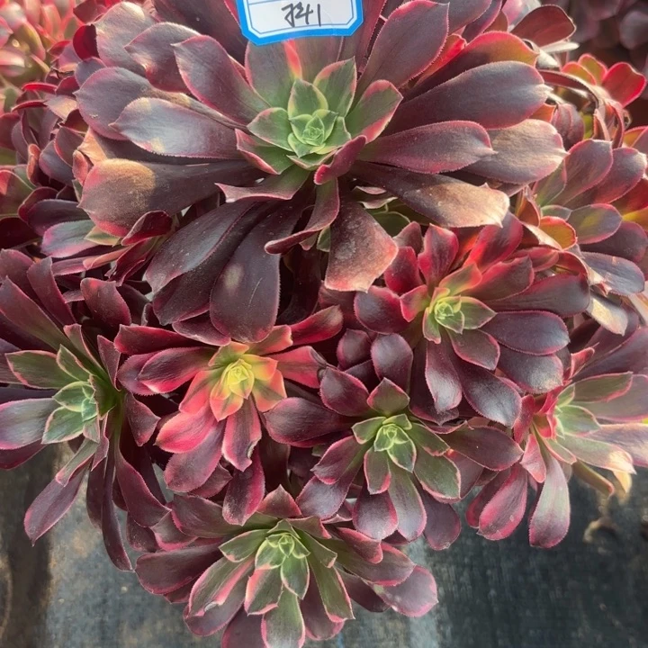 金丝雀多肉法师不包损1