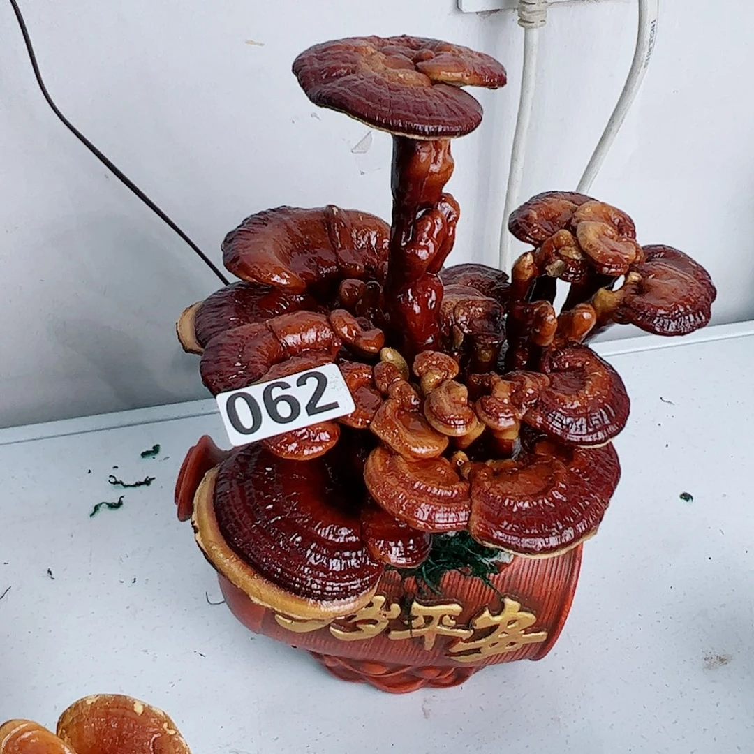 无花朵灵芝盆景062