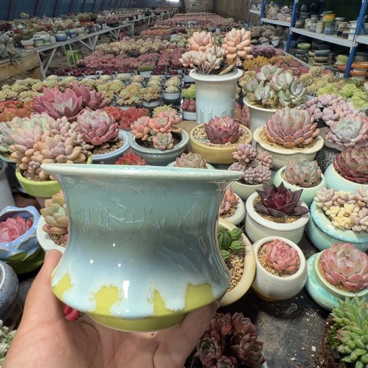 特价花盆满50发货内口9.5