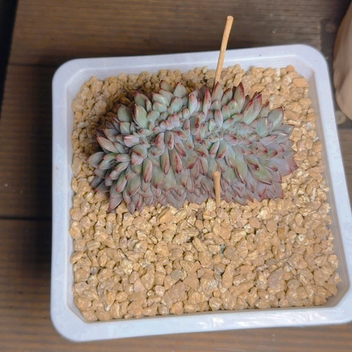 海菜花寄养111111111111