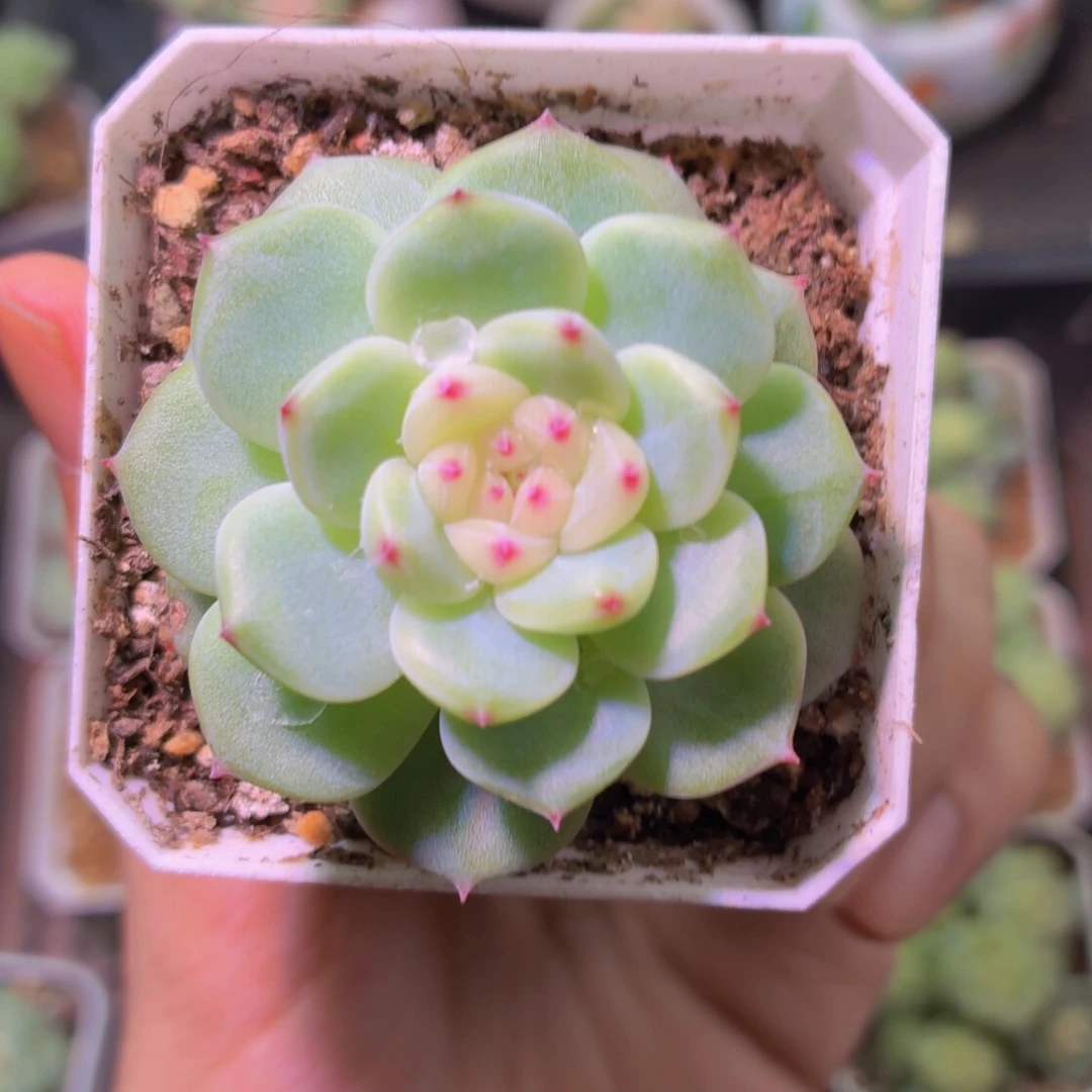 向***月寒绯单头多肉植物
