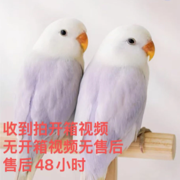 鹦鹉活体牡丹鹦鹉