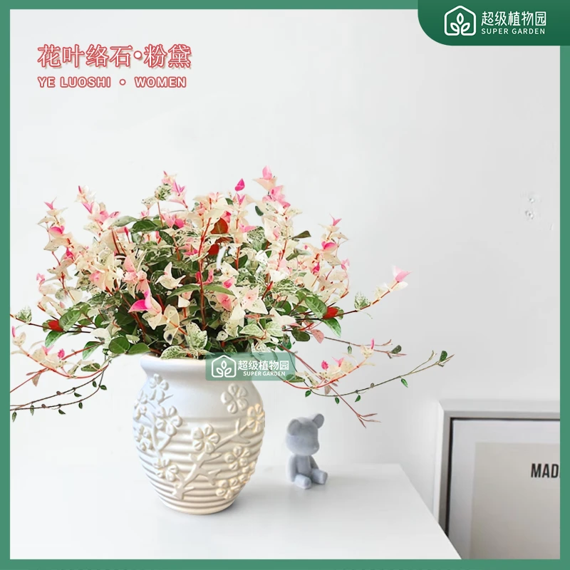 花叶络石室内四季五彩花卉好养客厅阳台彩络叶盆栽办公室桌面绿植