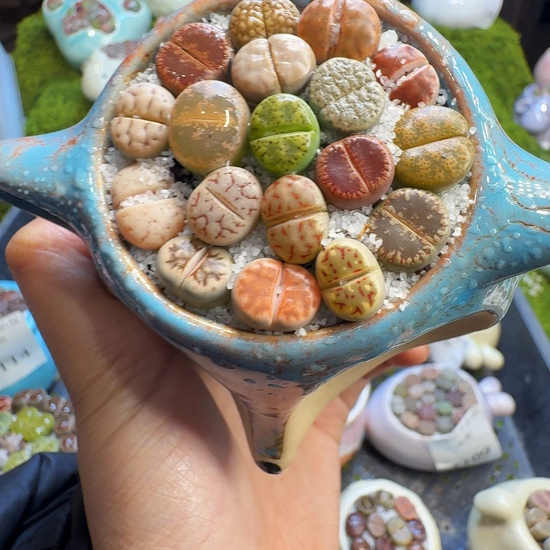 多肉植物福利冲1158