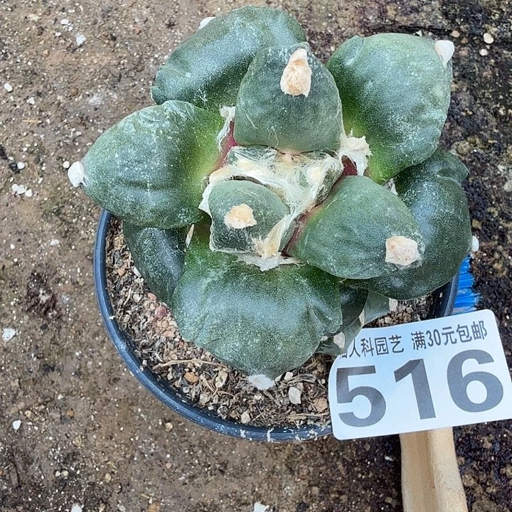 无花朵516变尤怒涛西四