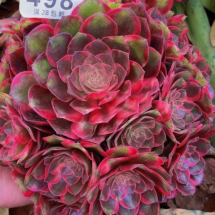 498号多肉植物黑魔锦