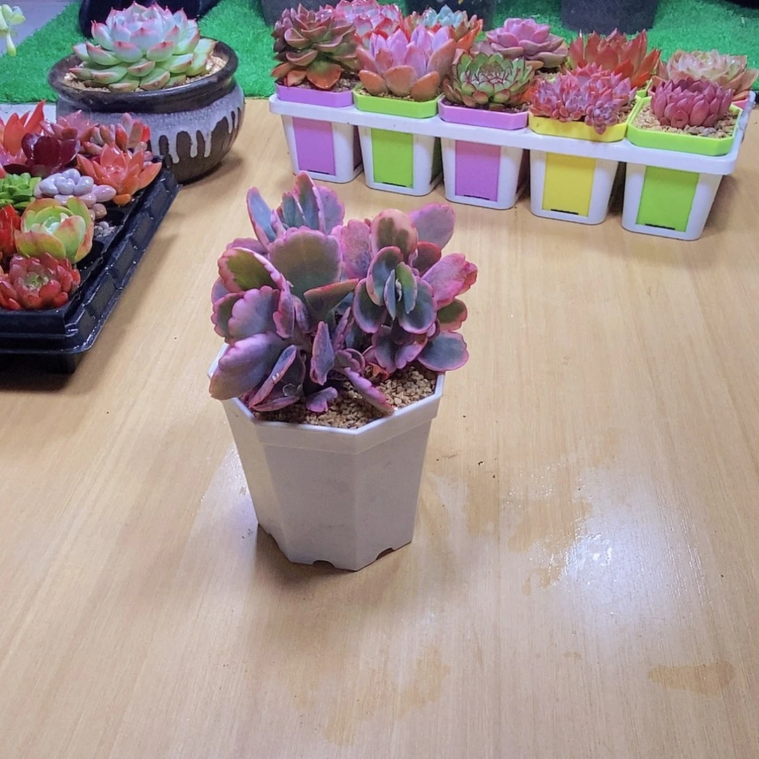 无花朵多肉植物蝴蝶之舞锦三颗送八角盆土