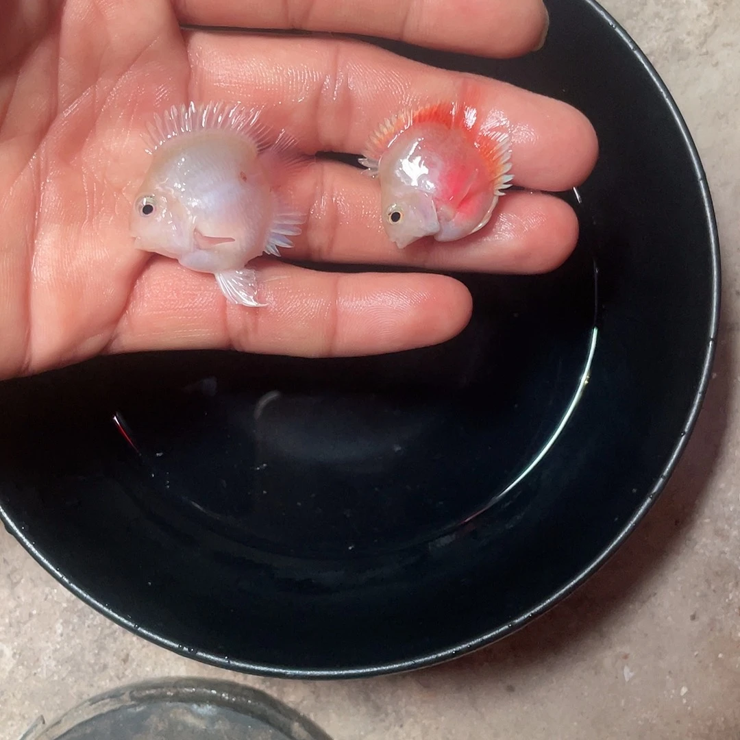 鹦鹉鱼桃心胭脂粉迷你鹦鹉鱼
