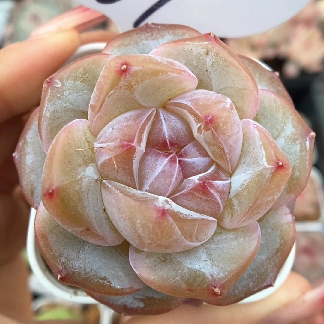 紫心星河可拍969号。