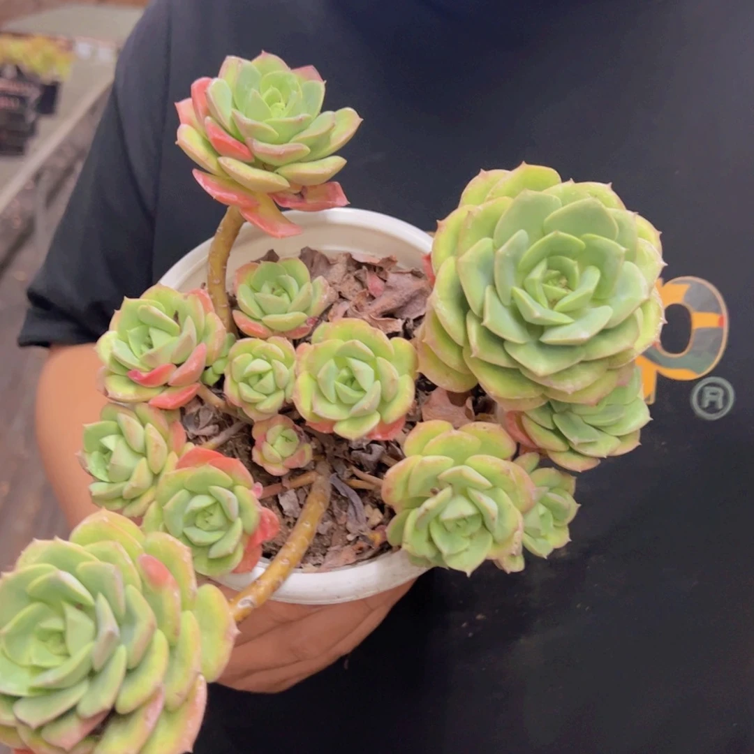 尼可莎娜玫瑰大盆