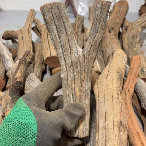 大果紫檀（缅甸花梨）木**景