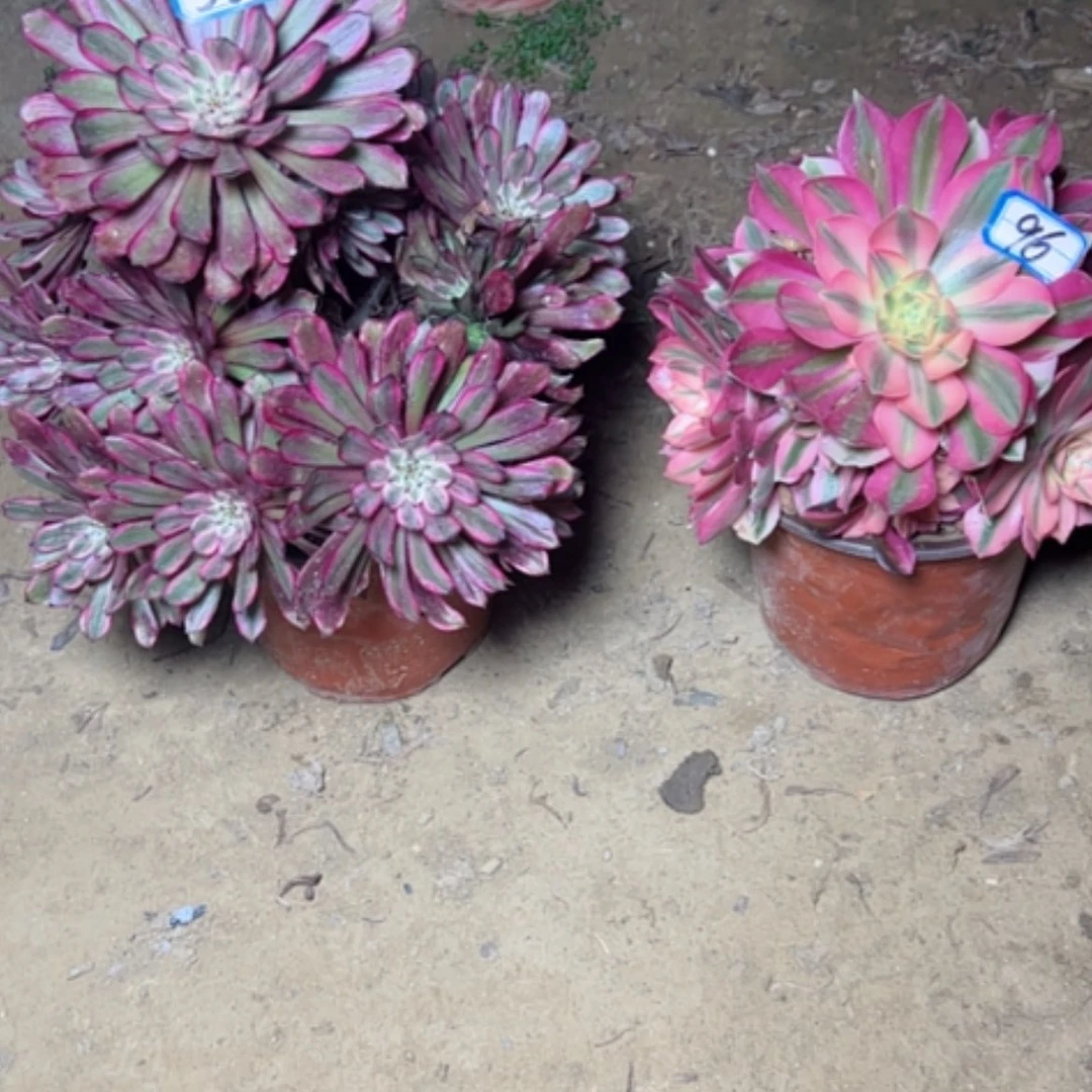 【闪购商品】叶****?多肉植物粉女翩头处理96