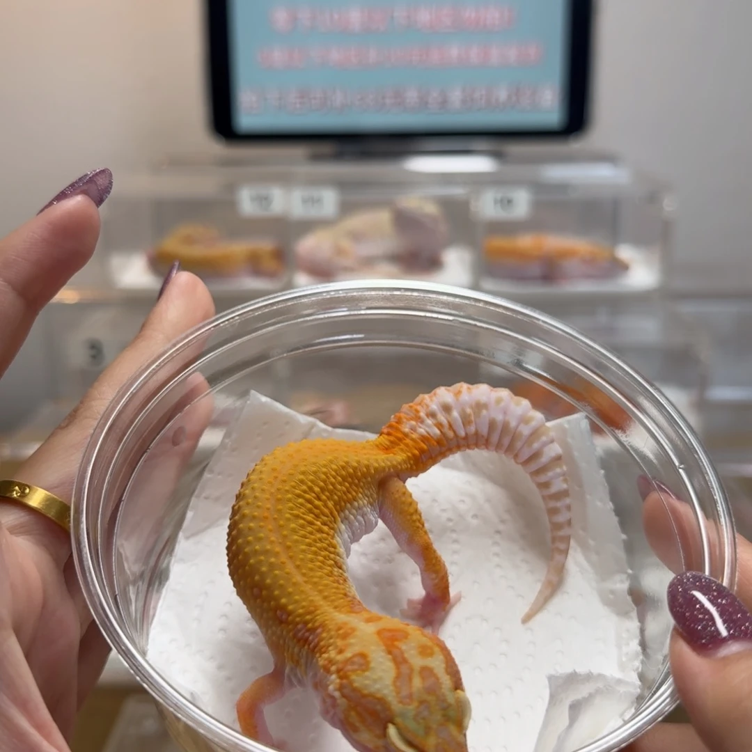 豹纹守宫暴龙妹妹