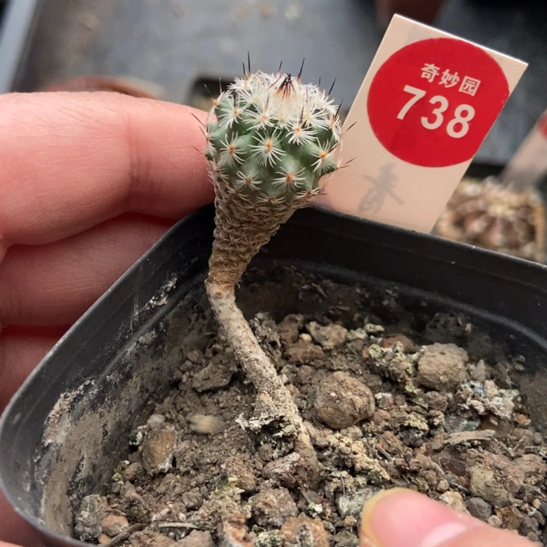 实生赤花美针玉2cm