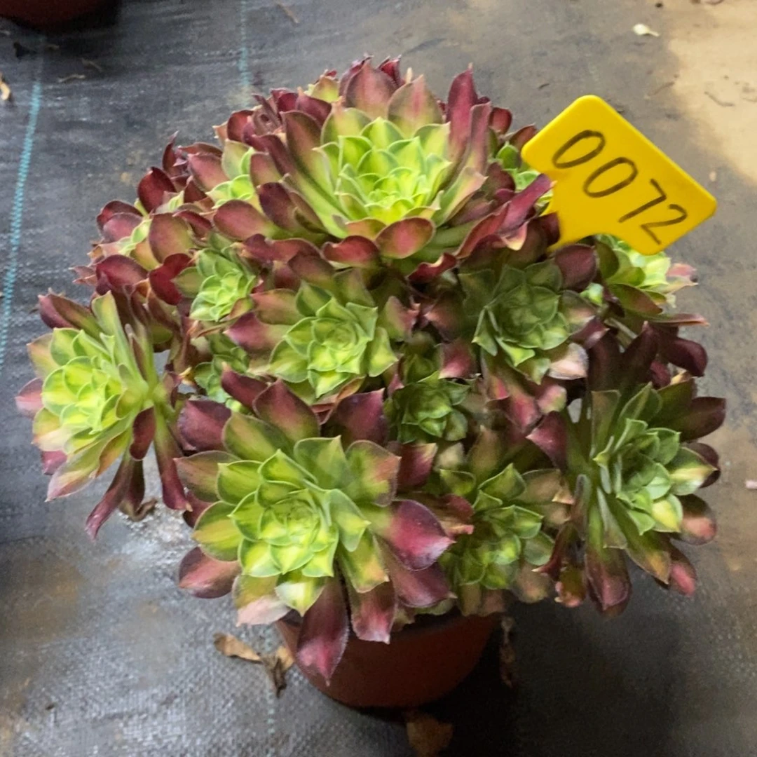 红陶0072韶华一物一拍