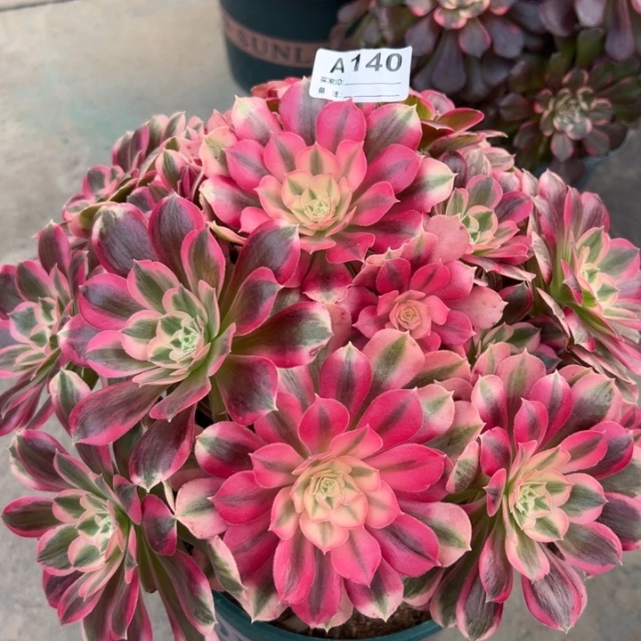 140男神30厘米左右