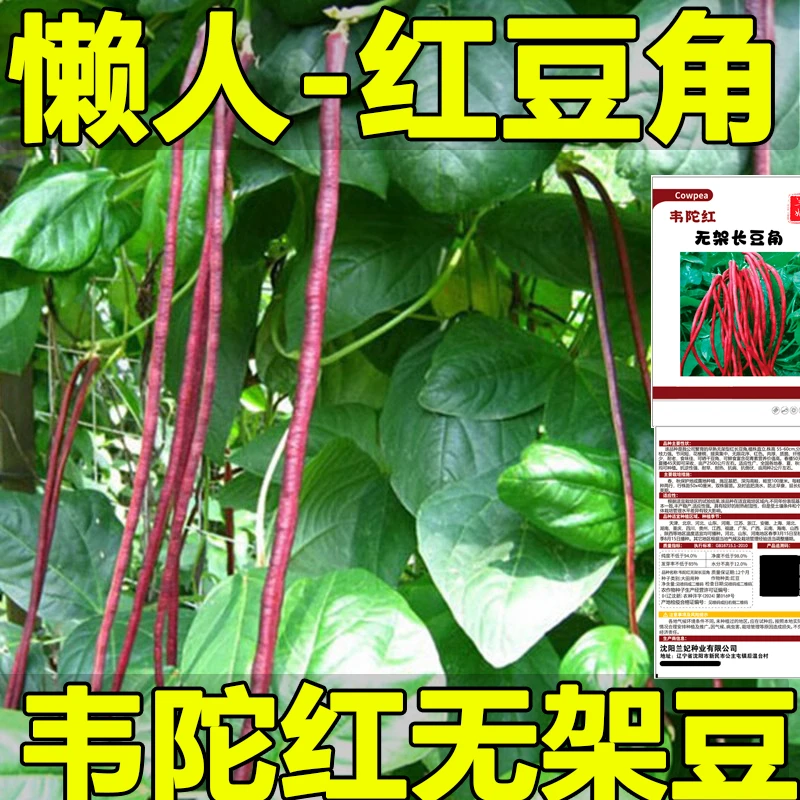 正宗高产红无架长豆角种子抗病优质懒人简单无架红长豇豆种子正品