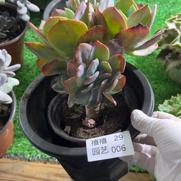 29-006血凤缀多肉植物