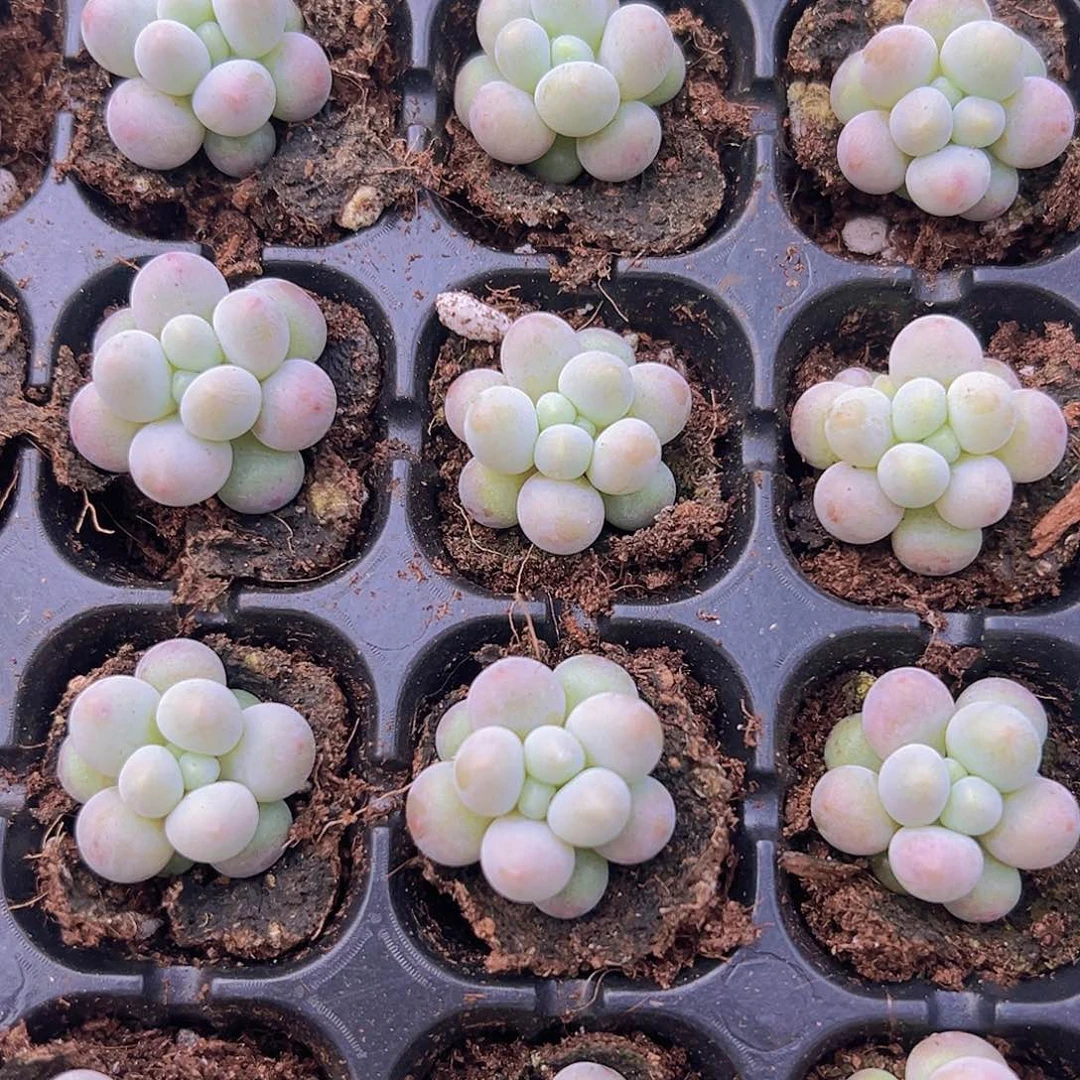 汤圆苗5颗多肉植物