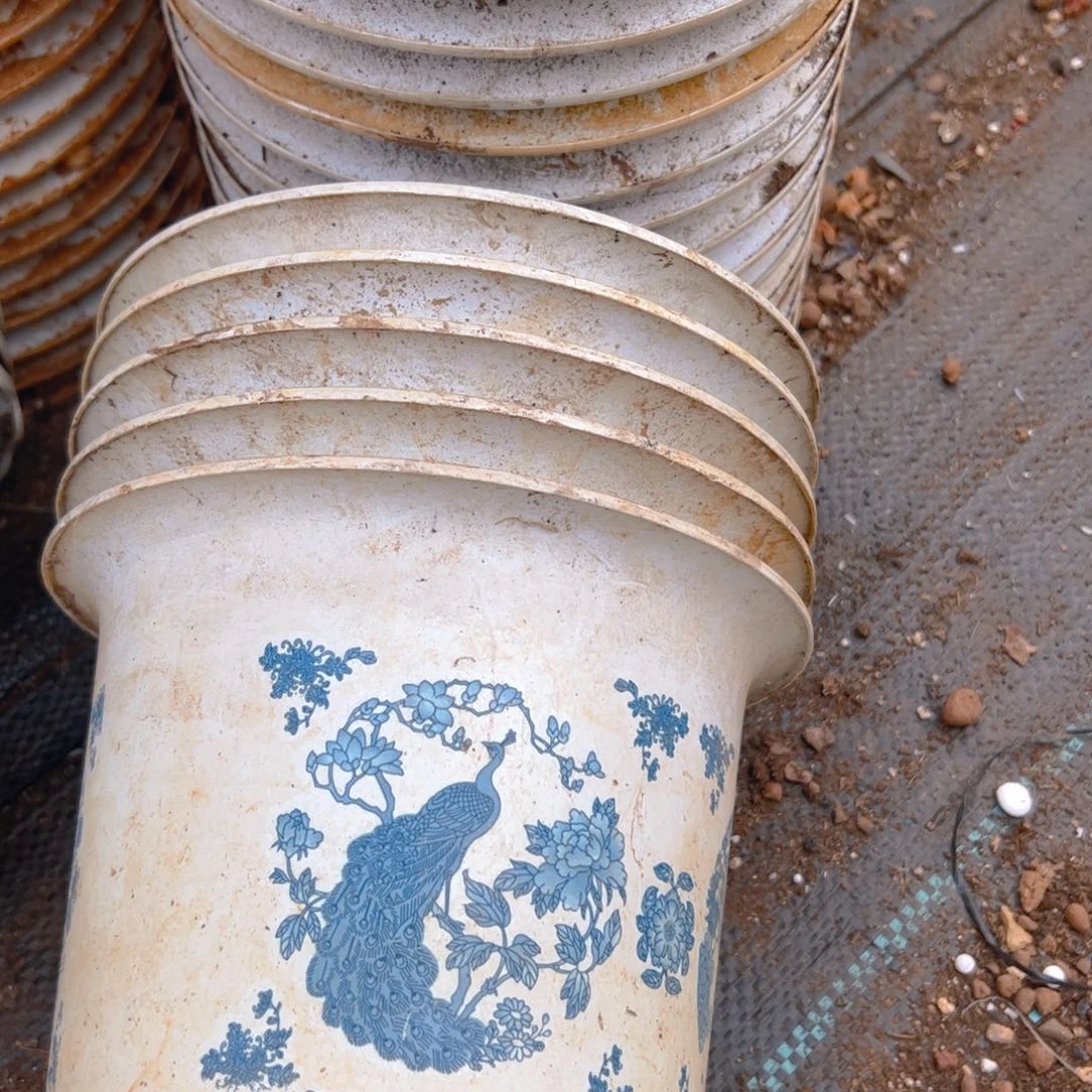 塑料凤凰硬盆 18.5口径14.5高 5个