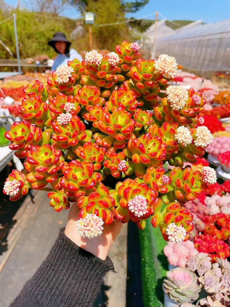 XX香豆 新手室内可养 不易褪色