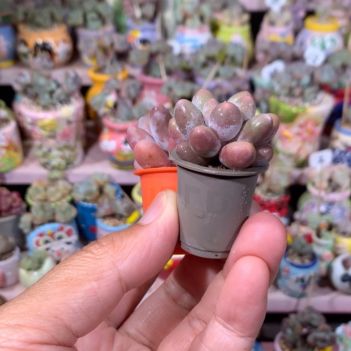 一对奶酪带盆发货 满100包邮