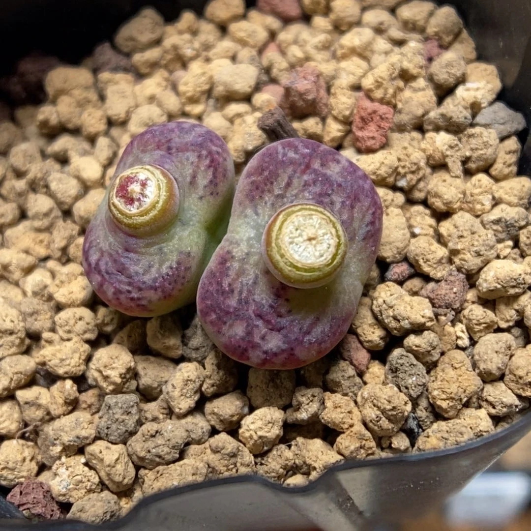 多肉植物肉锥杂交K-123