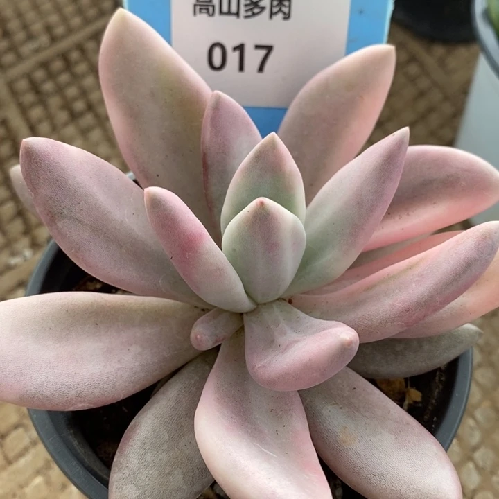 D017- 直播福利 桃花源锦