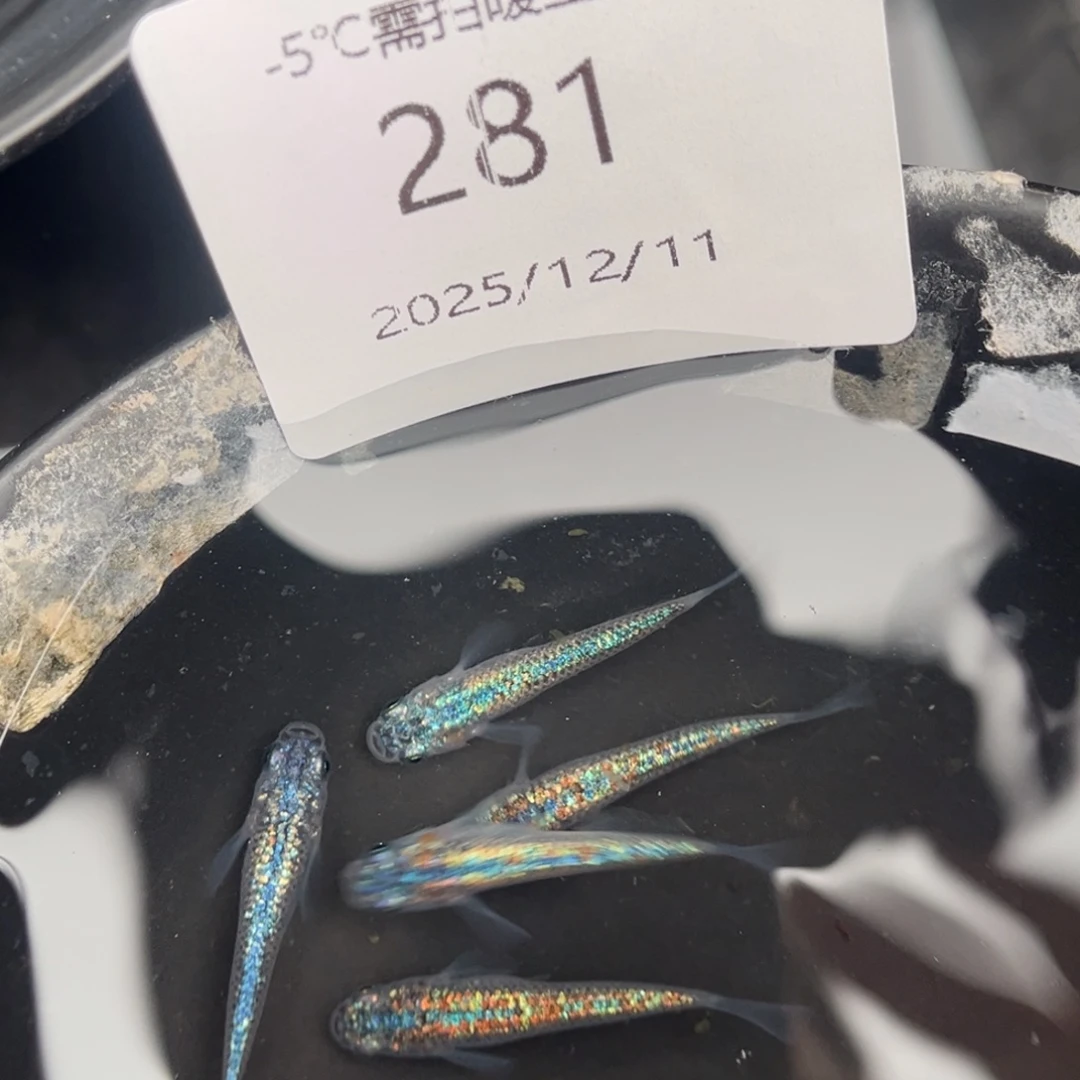 青鳉鱼281海王星无背鳍五尾