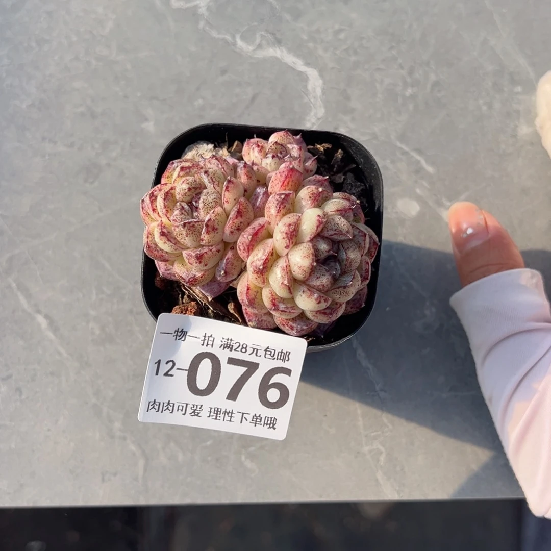 赤水晶多肉多肉多肉多肉