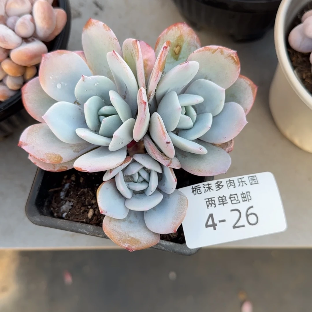 4-26奶茶多肉植物