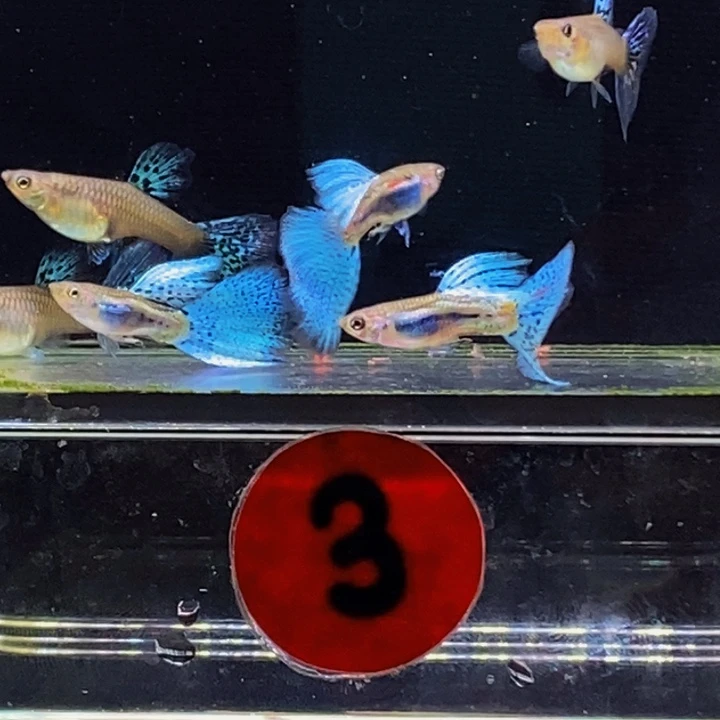 孔雀鱼蓝草尾孔雀鱼3对