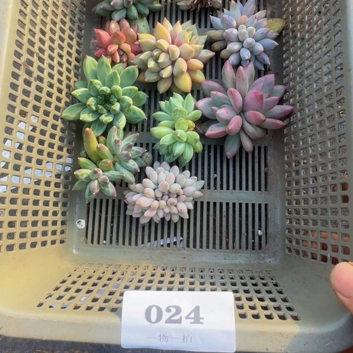 024多肉植物一物一拍