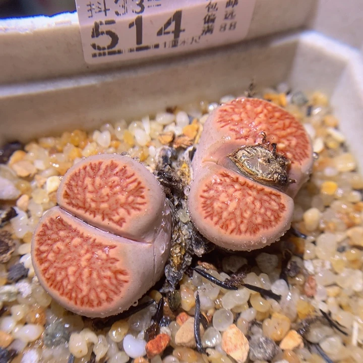 精品生石花33.514