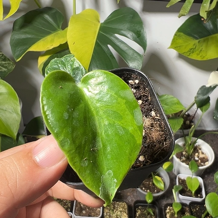 流***流完全开放龟背竹种子苗